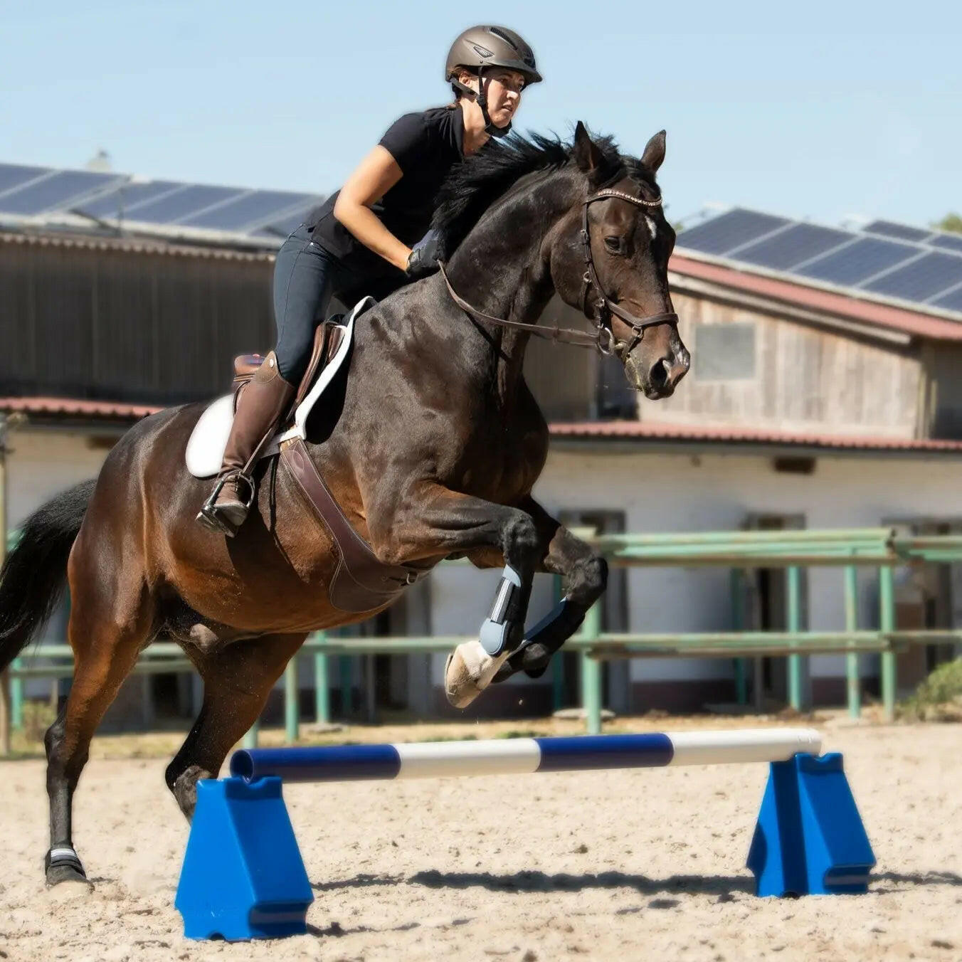 Cub-Notti pour cavaletti et obstacles.